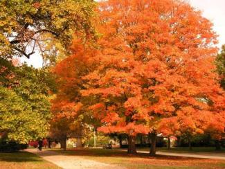 image of tree turning color